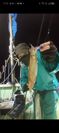 ケンサキイカの釣果