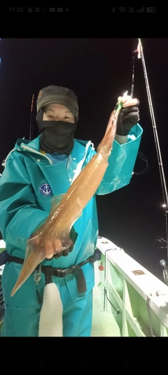ケンサキイカの釣果