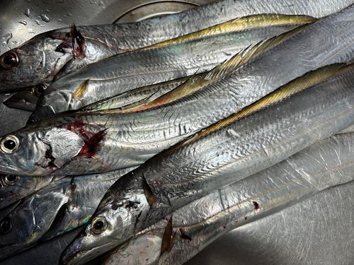 タチウオの釣果