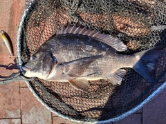 クロダイの釣果