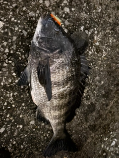 チヌの釣果