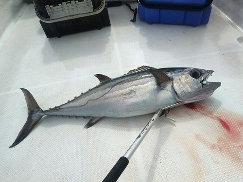 イソマグロの釣果