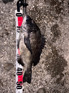 チヌの釣果