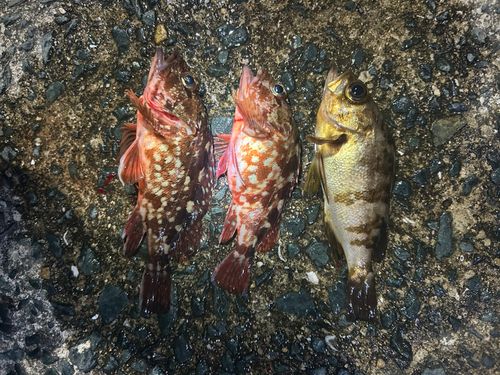 アラカブの釣果