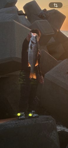 ハネ（ヒラスズキ）の釣果・釣り情報まとめ【2026年最新 