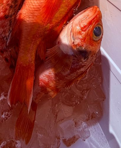 ユメカサゴの釣果