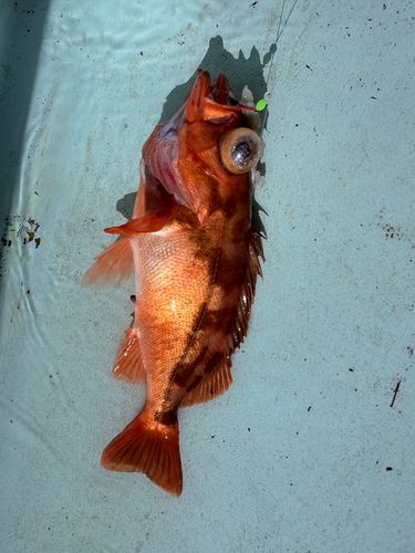 オキメバルの釣果