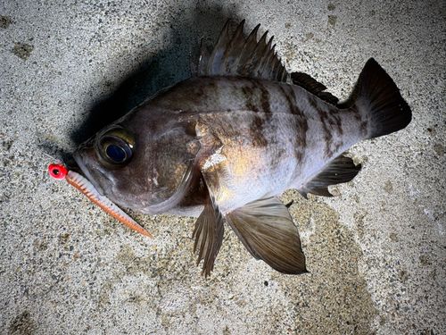 メバルの釣果
