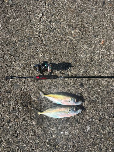 メアジの釣果