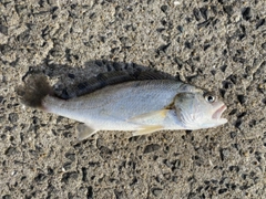 イシモチの釣果