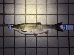 マルタウグイの釣果