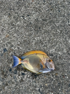 ニセカンランハギの釣果