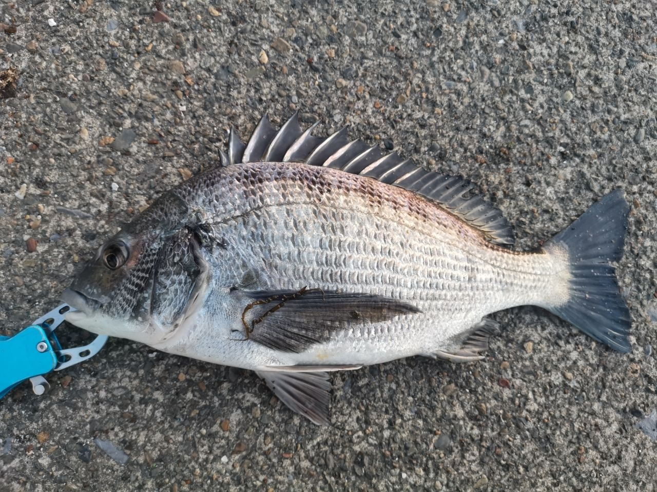 SHIMANO 23ソアレ BB アジング S64UL-Sの最安値・インプレ・釣果