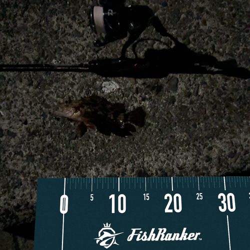カサゴの釣果