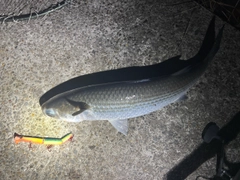 ボラの釣果