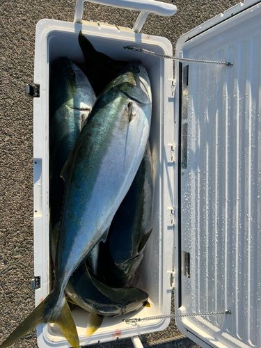 ブリの釣果