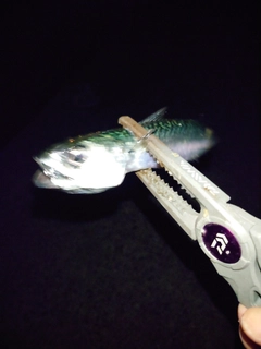 サバの釣果