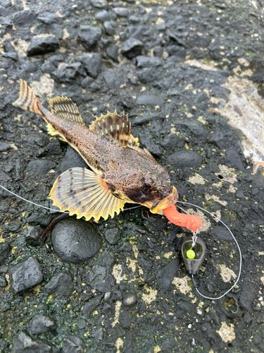 ギスカジカの釣果