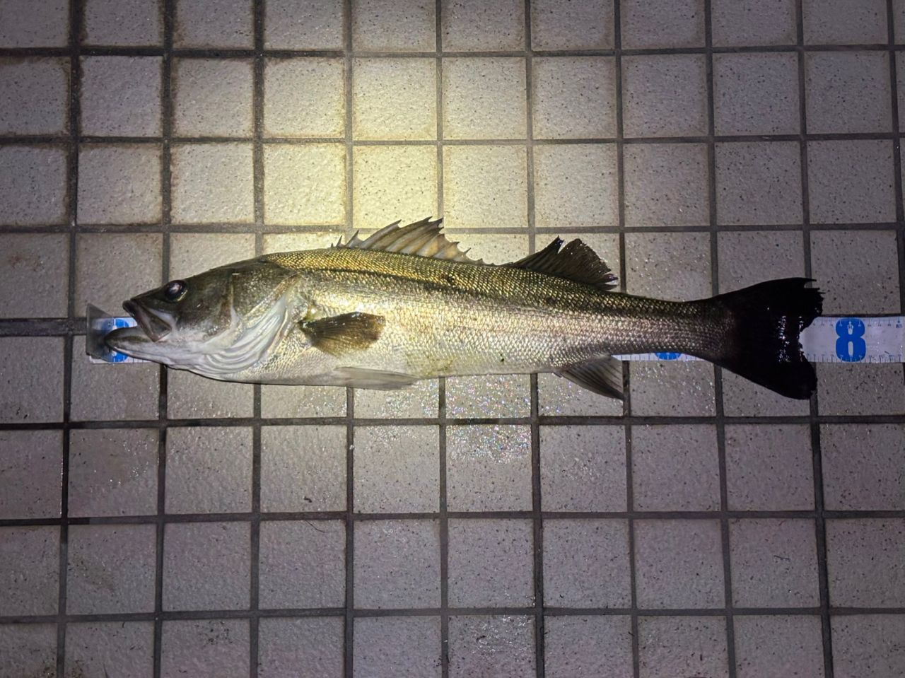 DAIWA 20ラテオ モバイル 90ML-4の最安値・インプレ・釣果 | 本音の