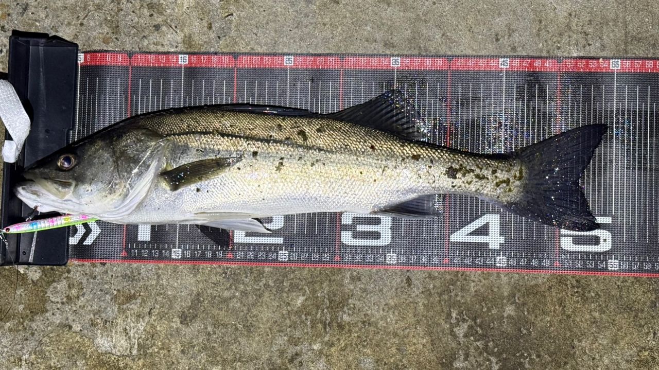 DAIWA 21ラブラックス AGS 90MLの最安値・インプレ・釣果 | 本音の