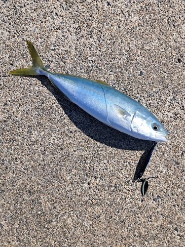 ツバスの釣果