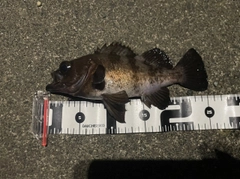 メバルの釣果