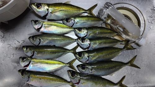 メアジの釣果