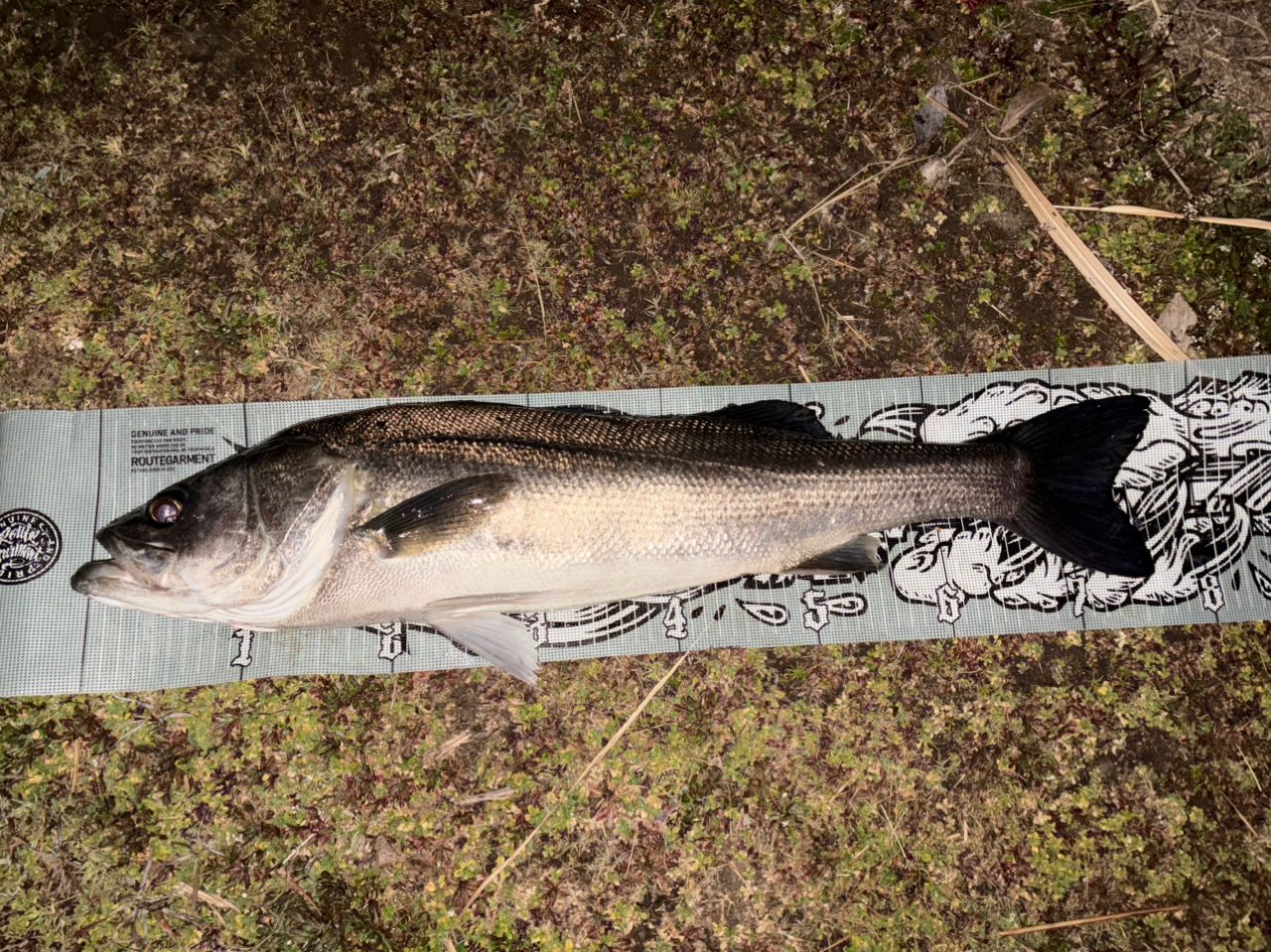 SHIMANO 18ステラ 3000MHGの最安値・インプレ・釣果 | 本音の口コミが