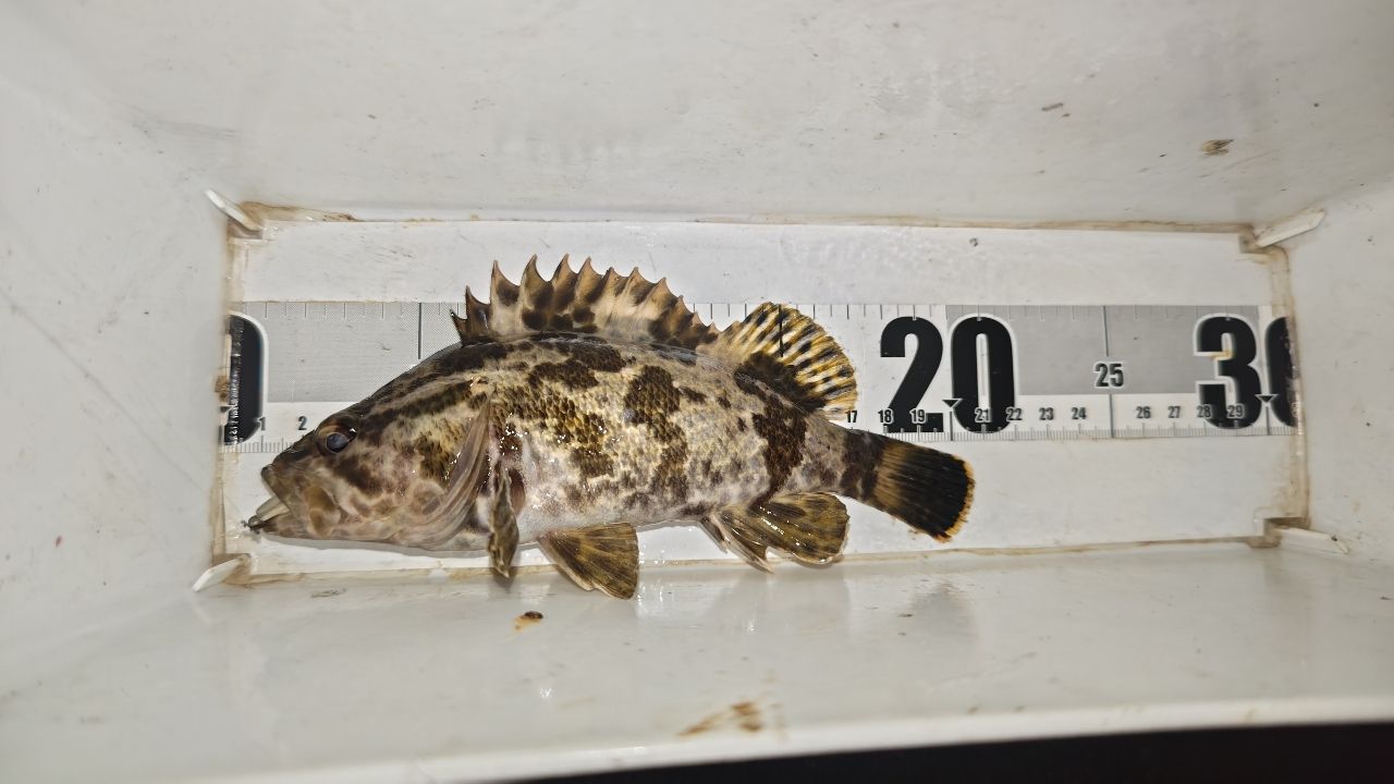 TENRYU ルナキア LK532S-ULSの最安値・インプレ・釣果 | 本音の口コミ