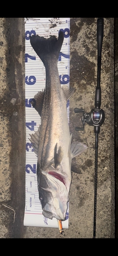 シーバスの釣果