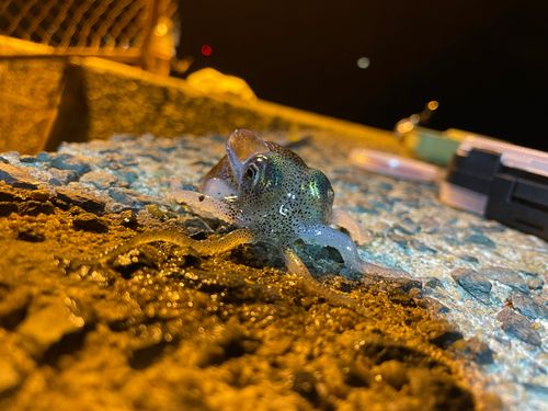 マリナタウン海浜公園の釣果・釣り場情報【2026年最新