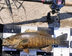 スモールマウスバスの釣果