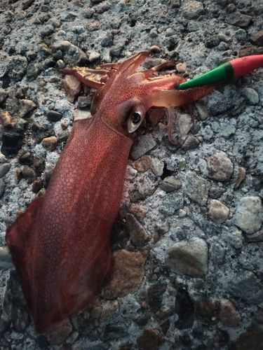 ヤリイカの釣果