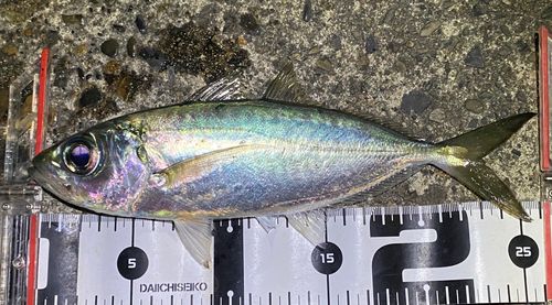 メアジの釣果