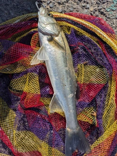 スズキの釣果