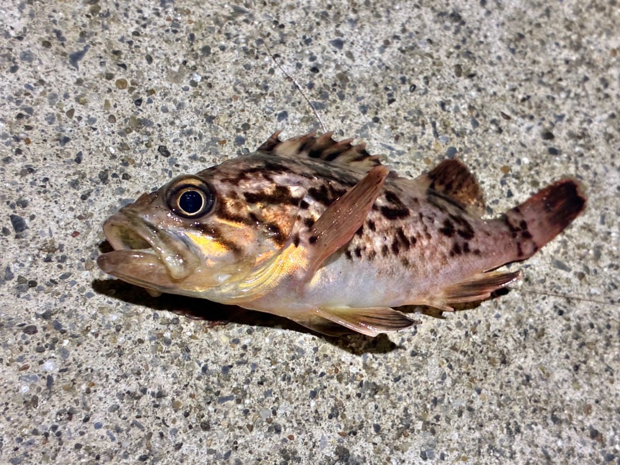 Gamakatsu ラグゼ 宵姫 爽 S73L-solidの最安値・インプレ・釣果 | 本音