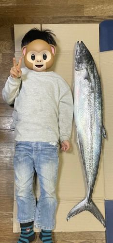 サワラの釣果