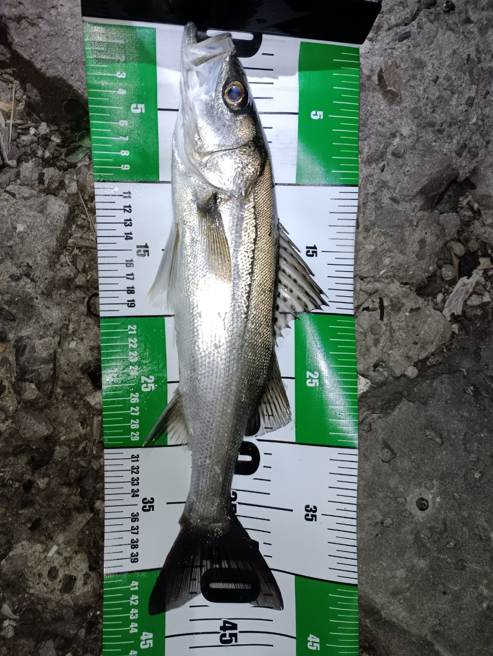 SHIMANO 20ルナミス S80MLの最安値・インプレ・釣果 | 本音の口コミが