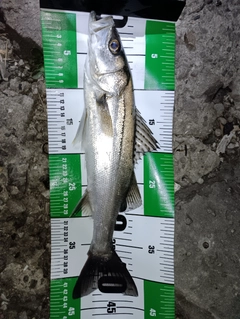 セイゴ（タイリクスズキ）の釣果