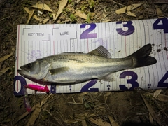 シーバスの釣果