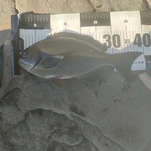 メジナの釣果