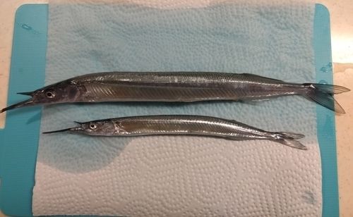 サヨリの釣果