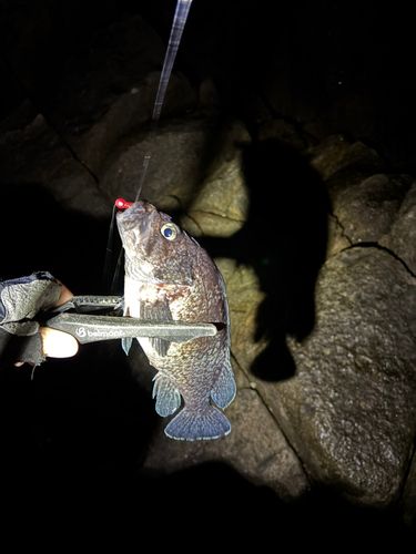 マゾイの釣果