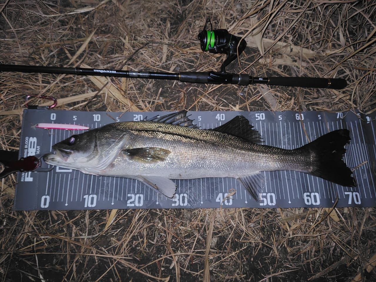 DAIWA 15モアザン モバイル 87MLS-5の最安値・インプレ・釣果 | 本音の