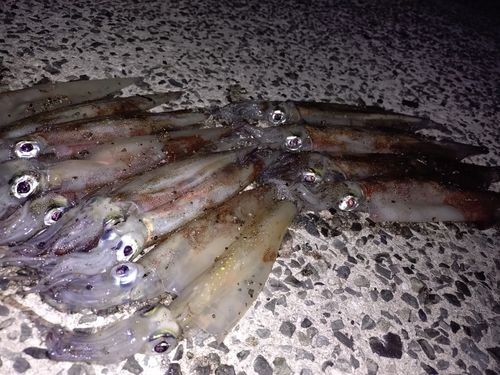 ヤリイカの釣果