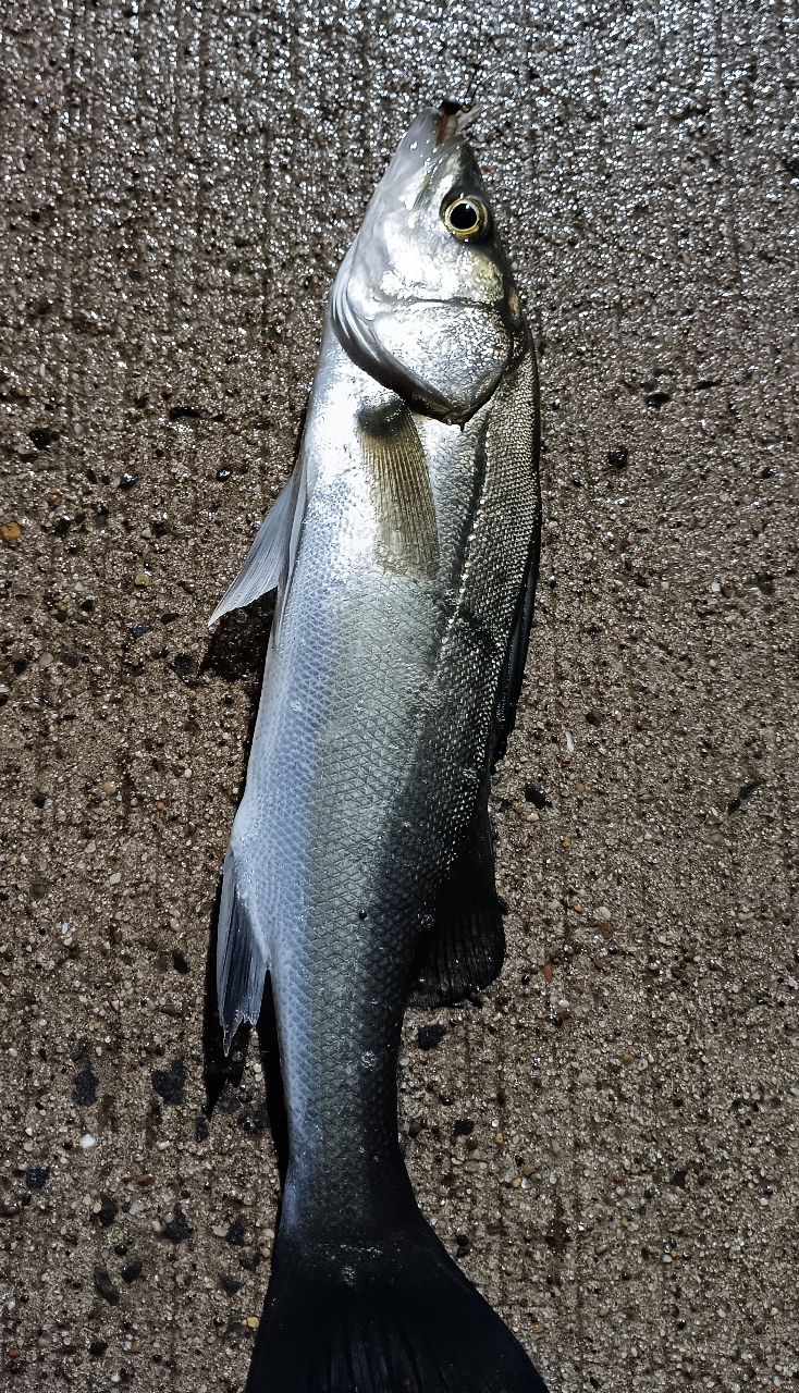 DAIWA 20月下美人 アジング 68L-Sの最安値・インプレ・釣果 | 本音の