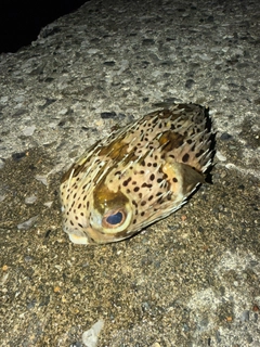 ハリセンボンの釣果