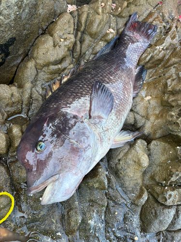 コブダイの釣果
