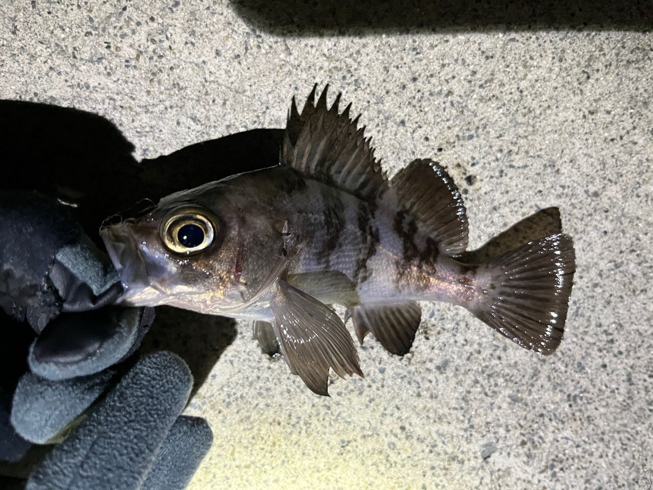 OLYMPIC 20コルトUX 20GCORUS-6102L-HSの最安値・インプレ・釣果