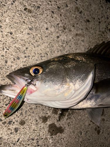 スズキの釣果